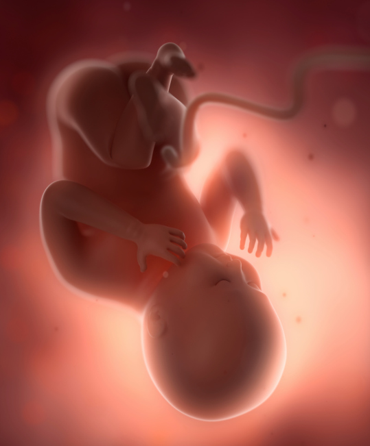 Desarrollo del bebé en la semana 38 de embarazo