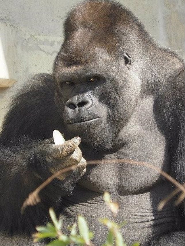 Shabani, el gorila más guapo de Japón