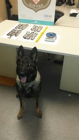 Perro Policía con las bellotas de hachís detectadas