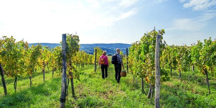 Pareja paseando entre viñedos