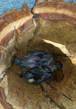 Nido recuperado con polluelos de pito real