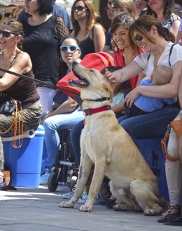 Desfile de perros abandonados en Valencia