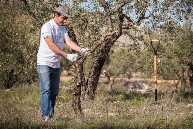 El proyecto apadrinaunolivo.Org busca financiación para construir una almazara