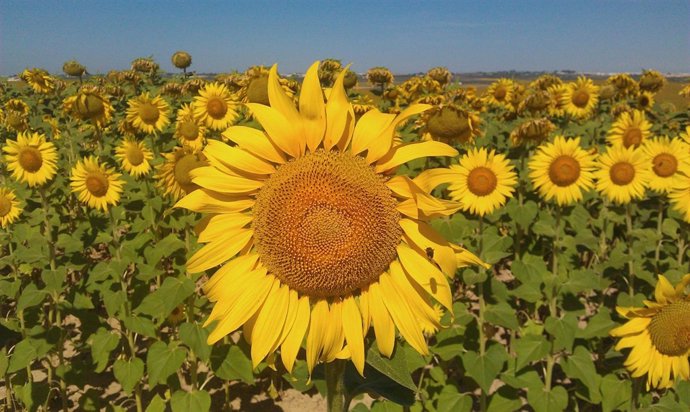 Campo De Girasoles