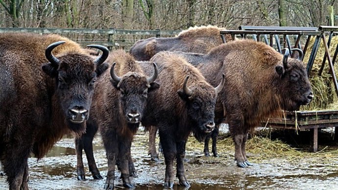 Bisontes europeos.