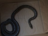 Hallan una culebra de un metro de longitud en Talavera