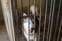 Imputado un hombre por un criadero clandestino de perros en Navarra