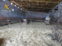 Imputado un hombre de 50 años por simular el robo de 123 ovejas y corderos