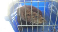 Rescata una nutria en una playa de Vigo