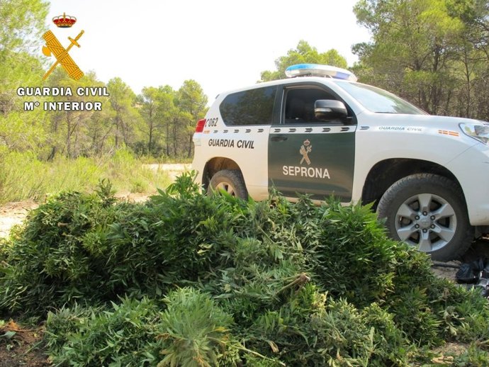 Marihuana encontrada por la Guardia Civil en Maella