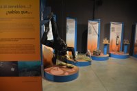 La exposición "La magia de la ría" del Museo Marítimo de Bilbao ha recibido en junio 4.600 visitantes