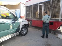 Intervenido un león macho en un circo en Almería por posible contrabando