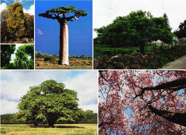 Collage de árboles para el test