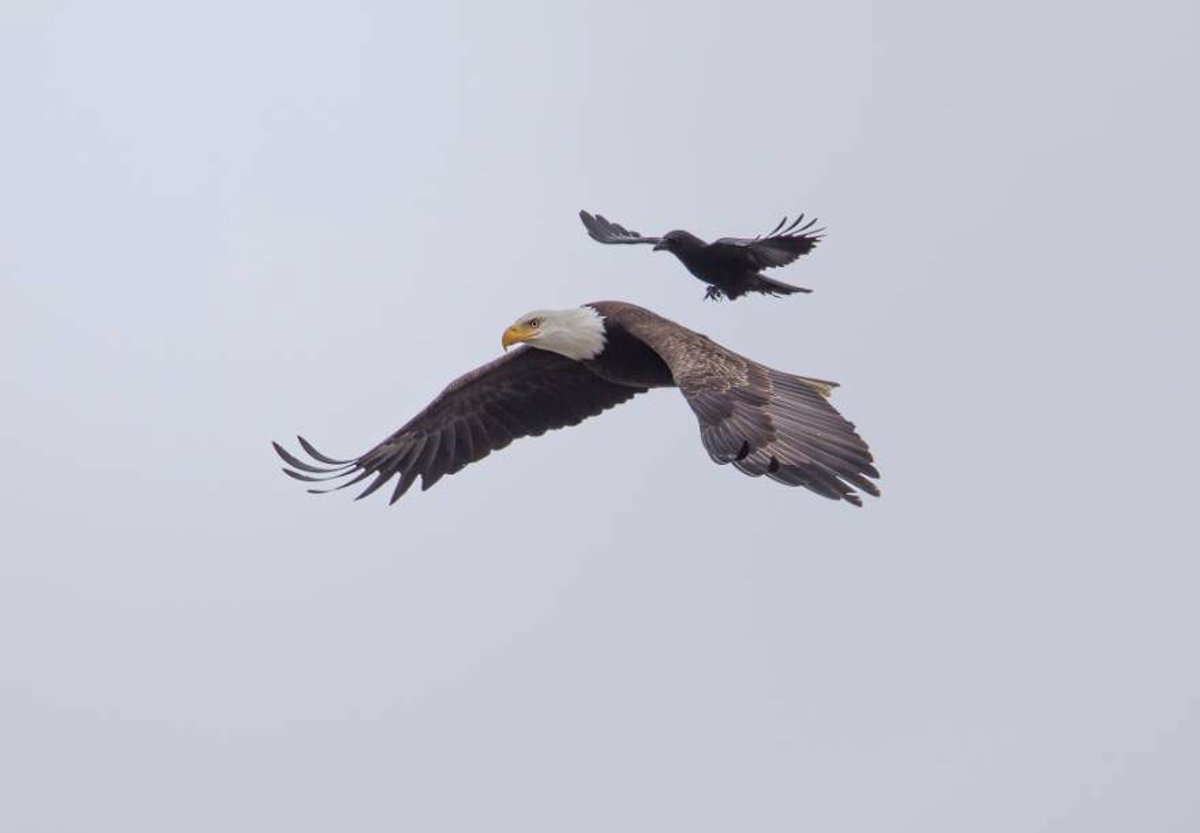 Un fotógrafo pilla a un cuervo dando un paseo a lomos de un águila como si  nada