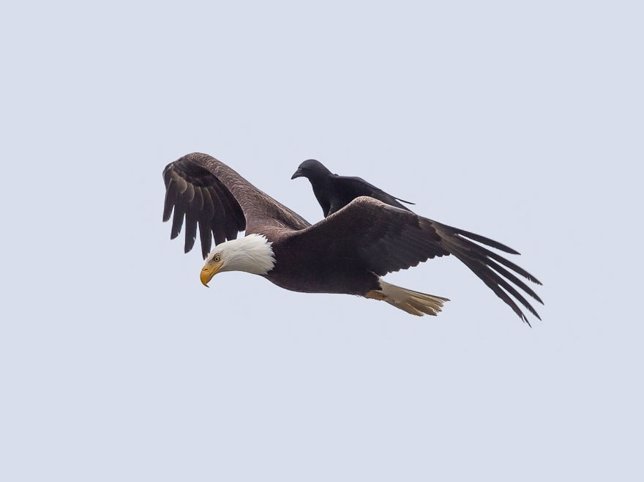 Un cuervo paseando a lomos de un águila