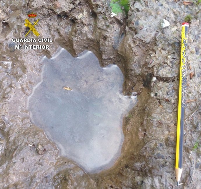 Huella del oso localizada por el Seprona