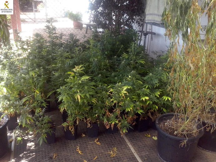 Macetas de marihuana