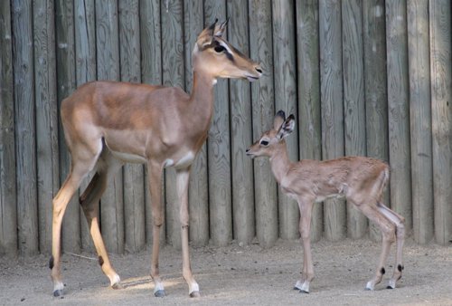 Nacen en el Zoo de Barcelona dos crías de impala