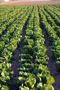 Bruselas aprueba el plan para hacer más competitiva la agricultura de Murcia con 220 millones en ayudas UE