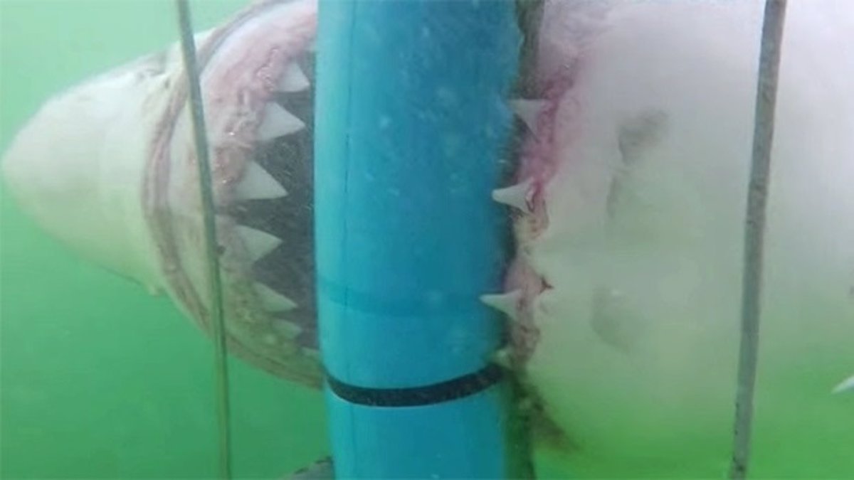 erupción Medicina dinámica Un tiburón blanco asusta a unas turistas antes de sumergirse en la jaula