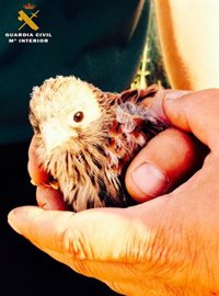 Dos detenidos en Ávila por la venta de un cernícalo primilla, ave protegida