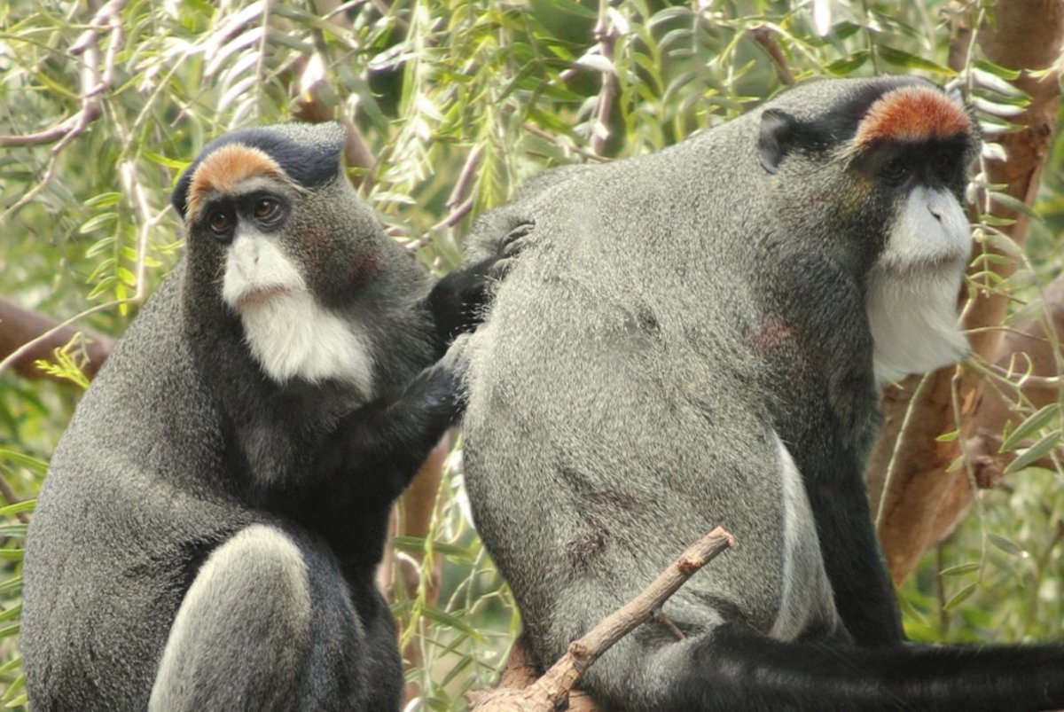 Jungle Park Tenerife Recibe Un Nuevo Ejemplar De Mono De Brazza Jungle Park Tenerife Recibe Un Nuevo Ejemplar De Mono De Brazza
