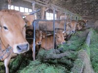 El BNG urge a Tejerina a "implicarse de verdad" con el sector lácteo