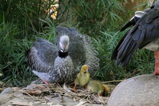 Nacen en el Zoo de Barcelona un buitre y dos chajás