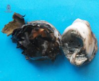 Un policía nacional jubilado logra retener al presunto autor de dos incendios