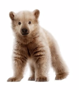 Representación artística de un híbrido de oso polar y grizzlie