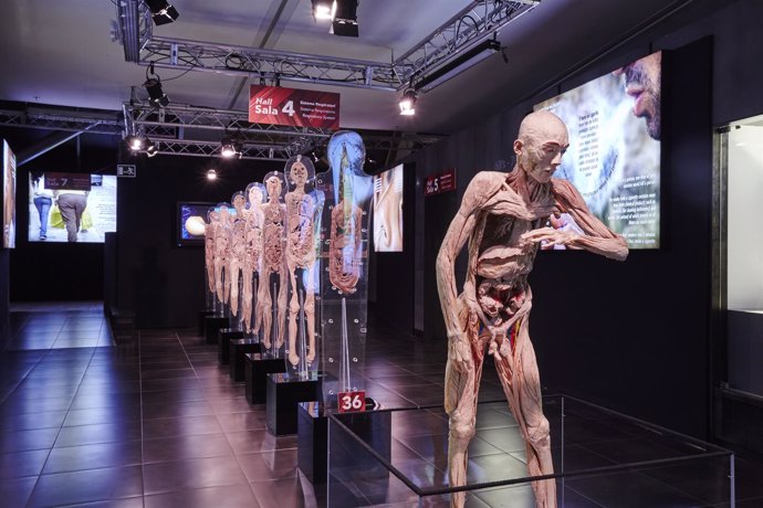 Imagen de la exposición 'Human Bodies'.