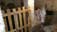 Rescatan en Burjassot a un burro herido