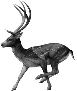 Megaloceros novocarhaginiensis, un ciervo gigante del Pleistoceno temprano