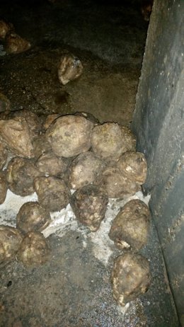 Remolacha