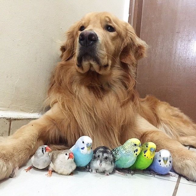 La curiosa amistad de un perro, un hámster y 8 pájaros
