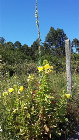 Onagra, una planta invasora