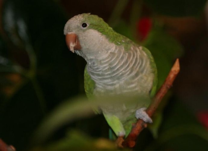 SeoBirdLife realizará un censo nacional de cotorra Kramer