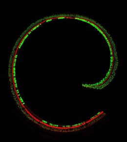 Células ciliadas sensoriales en la cóclea de un ratón