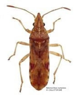 Nueva plaga en Barcelona