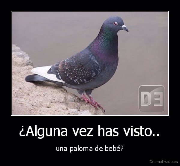 memes de animales en blanco