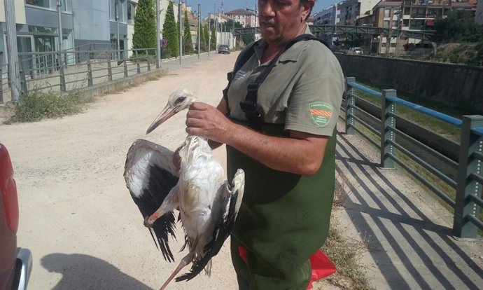 Cigüeña rescatada en el rio Vero en Barbastro