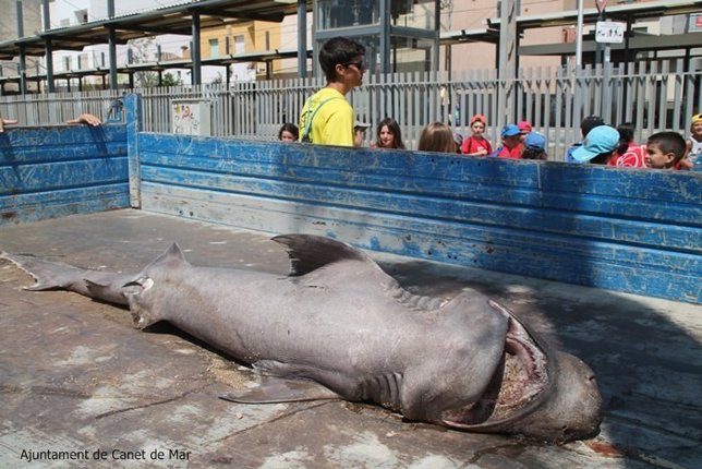 Tintorera hallada muerta en Canet de Mar