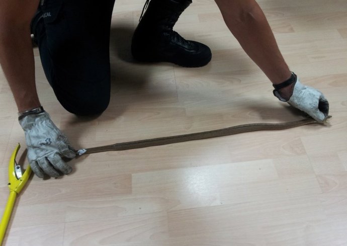 FOTO REMITIDA: Culebras Vigo