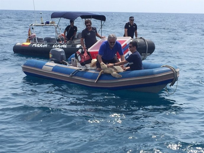 Liberan una tortuga boba 