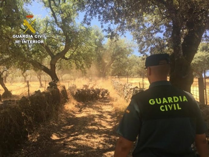 Cochinos robados en Cañaveral de León (Huelva).