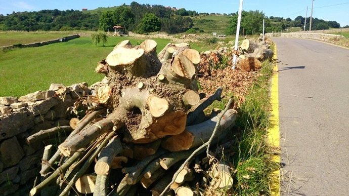 Arboles talados en la carretera Golbardo-Novales