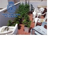 Plantas de marihuana intervenidas en una finca