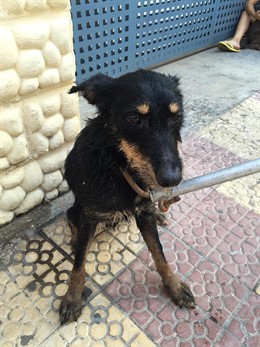 Imagen de archivo de una perra rescatada 