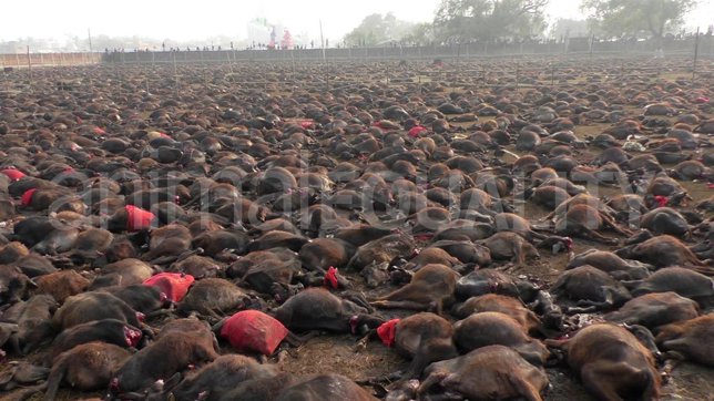 Matanza de Animales en el Festival de Gadhimai