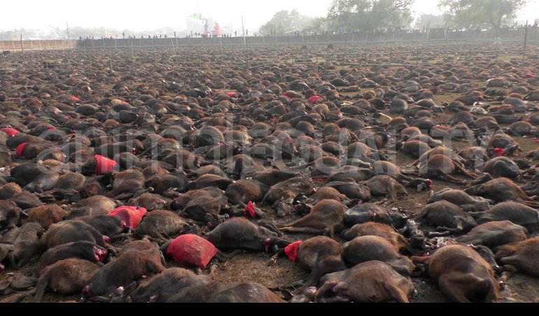 Cooperación y Desarrollo